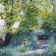 Beech Tree and Bluebells - Mark Eldred