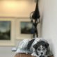 Bronze Dog Adil Vezir Kilbaha Gallery