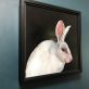 Bunny on Black Heidi Wickham Irish Art Kilbaha Gallery