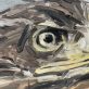 White Tailed Sea Eagle by Kaye Maahs