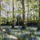 Bluebells and Celandines by Mark Eldred for Kilbaha Gallery