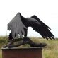 Bronze Raven by Adam Pomeroy for Kilbaha Gallery Buy Irish Art Online