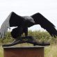 Bronze Raven by Adam Pomeroy for Kilbaha Gallery Buy Irish Art Online