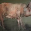 Pig by Heidi Wickham for Kilbaha Gallery Buy Irish Art Online