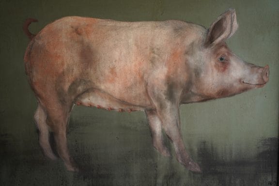 Pig by Heidi Wickham for Kilbaha Gallery Buy Irish Art Online