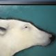 Polar Bear by Heidi Wickham for Kilbaha Gallery Buy Irish Art Online
