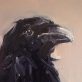 Jackdaw oil on canvas by Kaye Maahs for Kilbaha Gallery Buy Irish Art Online