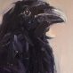 Jackdaw oil on canvas by Kaye Maahs for Kilbaha Gallery Buy Irish Art Online