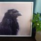 Jackdaw oil on canvas by Kaye Maahs for Kilbaha Gallery Buy Irish Art Online