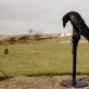 Raven by Adam Pomeroy for Kilbaha Gallery Buy Irish Art Online