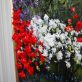 Azaleas, Rhododendron and bluebells oil painting by Mark Eldred for Kilbaha Gallery Irish Art