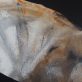 Heidi Wickham acyrlic on canvas Kilbaha Gallery irish art