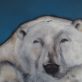 Heidi Wickham Polar Bear Painting Irish Art Kilbaha Gallery