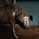 Krys Pomeroy Bronze Pig Kilbaha Gallery Irish Art Sculpture Gallery in Clare