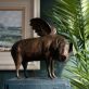 Krys Pomeroy Bronze Pig Kilbaha Gallery Irish Art Sculpture Gallery in Clare