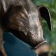 Krys Pomeroy Bronze Pig Kilbaha Gallery Irish Art Sculpture Gallery in Clare