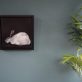 White Rabbit by Heidi Wickham for Kilbaha Gallery