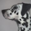 Heidi Wickham Dalmation Painting animal art Irish art acrylic original