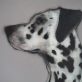 Heidi Wickham Dalmation Painting animal art Irish art acrylic original