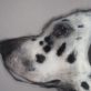 Heidi Wickham Dalmation Painting animal art Irish art acrylic original