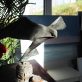 Krys Pomeroy Bronze Kestrel Kilbaha Gallery Irish Art Sculpture Gallery in Clare