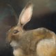 Small Hare €795 - Heidi Wickham acrylics animal paintings contemporary Irish art framed Kilbaha Gallery animals Hare