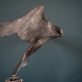 Kestrel in Bronze by Krys Pomeroy for Kilbaha Gallery Irish Art Sculpture Bird Bronze Kilbaha Gallery