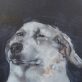 Simon Heidi Wickham animal dog painting acrylic Irish art Ireland Gallerys Interiors