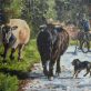 Aideen Monaghan Irish farm art cows