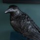 Adam Pomeroy sculpture bronze raven crow