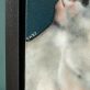 Heidi Wickham Bull terrier acrylics original painting dog animals Irish art canvas interior design Kilbaha Gallery