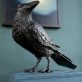 Adam Pomeroy sculpture bronze raven crow