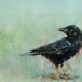 Sallyann Beirne contemporary artist oil on canvas striking artwork Irish art gift paintings cow birds crows magpies nature environment kilbaha gallery Irish interiors contemporary homes