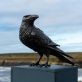 Bronze Raven Irish art sculpture Adam Pomeroy sculptor livesize bronze raven Irish interiors bird