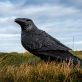 Bronze Raven Irish art sculpture Adam Pomeroy sculptor livesize bronze raven Irish interiors bird