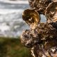 Oyster Shells Bronze by Arturas For Kilbaha Gallery Irish art, fine art, interiors, bronze sculpture, gift, Ireland, art online