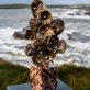 Oyster shells Bronze by Arturas For Kilbaha Gallery Irish art, fine art, interiors, bronze sculpture, gift, Ireland, art online