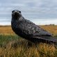 Bronze Raven Irish art sculpture Adam Pomeroy sculptor livesize bronze raven Irish interiors bird