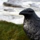 Bronze Raven Irish art sculpture Adam Pomeroy sculptor livesize bronze raven Irish interiors bird