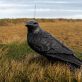Bronze Raven Irish art sculpture Adam Pomeroy sculptor livesize bronze raven Irish interiors bird