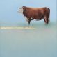 Sallyann Beirne Whole bull oil on canvas painting Irish art original art Kilbaha Gallery Collectable art contemporary interiors gift