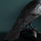 Adam Pomeroy Bronze Raven lifesize raven bronze statue sculptor contemporary Irish artist Irish art original Irish art Interiors art and interiors