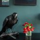 Adam Pomeroy Bronze Raven lifesize raven bronze statue sculptor contemporary Irish artist Irish art original Irish art Interiors art and interiors