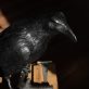 Adam Pomeroy Bronze Raven lifesize raven bronze statue sculptor contemporary Irish artist Irish art original Irish art Interiors art and interiors