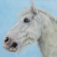 Rebekah Van Kan for Kilbaha Gallery Napoleon The Irish Cob equestrian horse pony horse art painting Ireland Kilbaha Gallery