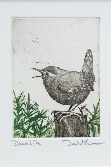Dreoilín (Wren)