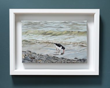 Oyster Catcher