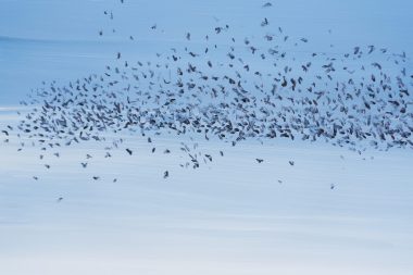 Kaye Maahs oil painting beautiful painting horizon sky and sea black rocks beach seascape kilbaha gallery ladybugs birds bees animals interiors