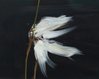 Kaye Maahs bog cotton painting oils West of Ireland drawings illustrations original art beautiful colourful work Original Irish Art Kilbaha Gallery Ireland paintings