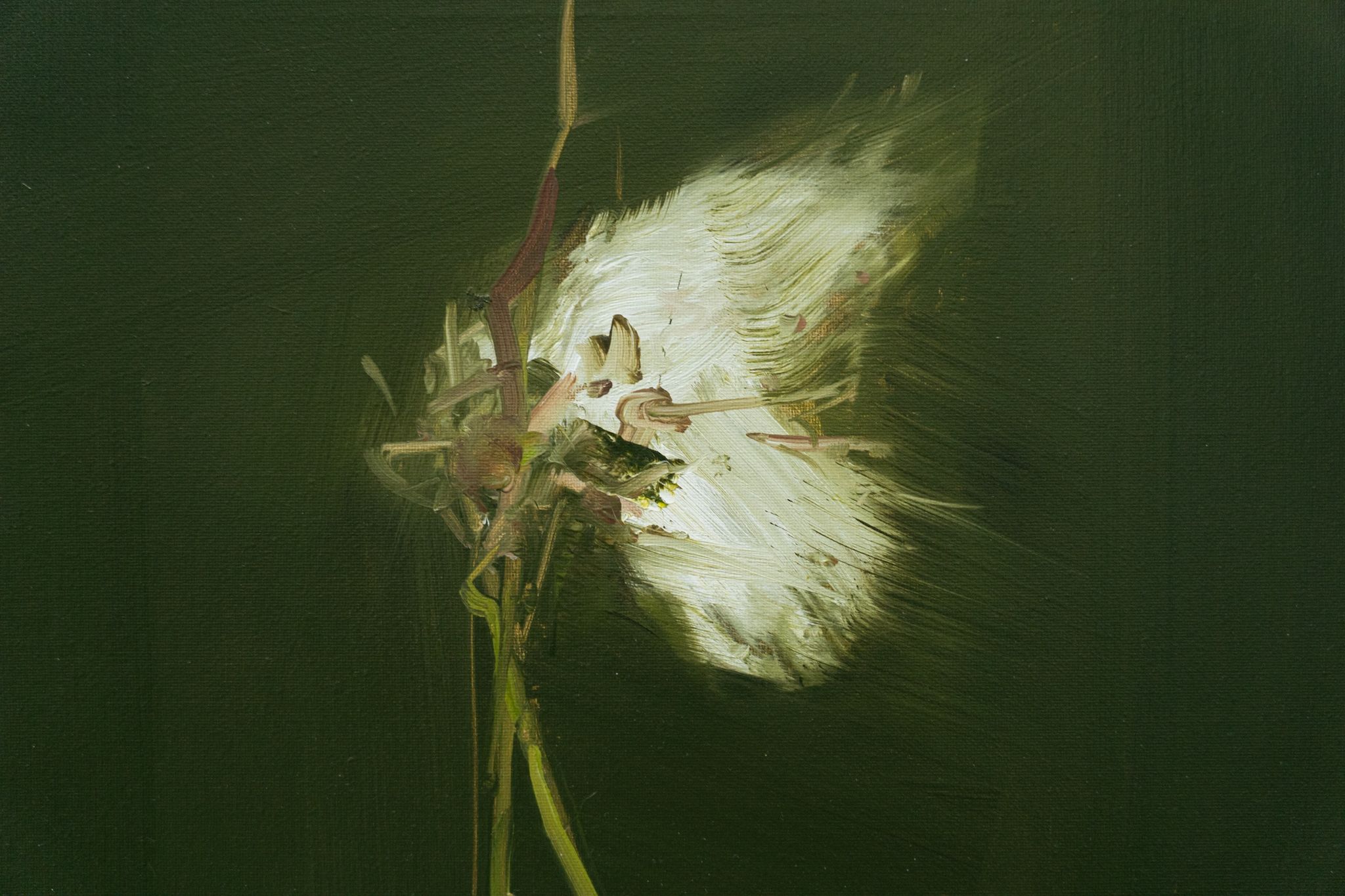 Kaye Maahs bog cotton painting oils West of Ireland drawings illustrations original art beautiful colourful work Original Irish Art Kilbaha Gallery Ireland paintings